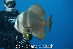 Batfish checking on diver during safty stop. by Richard Goluch 